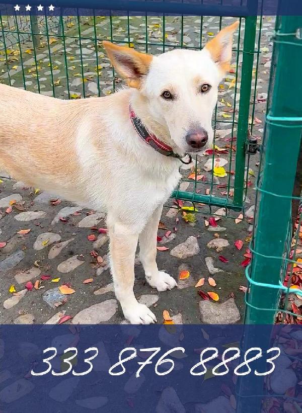 Vi Presentiamo Romeo ❤‍🔥