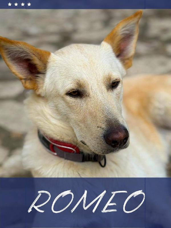 Vi presentiamo Romeo ❤‍🔥 Foto 2