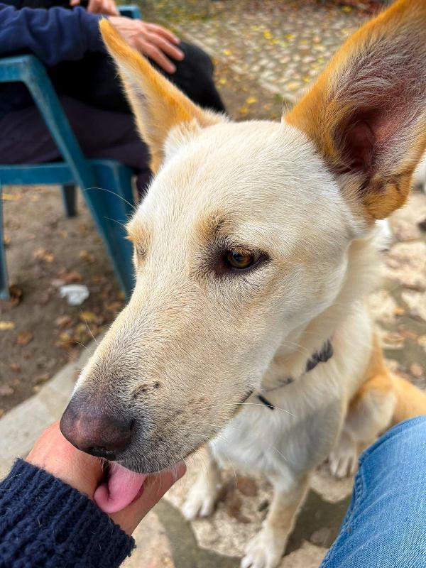 Vi presentiamo Romeo ❤‍🔥 Foto 4