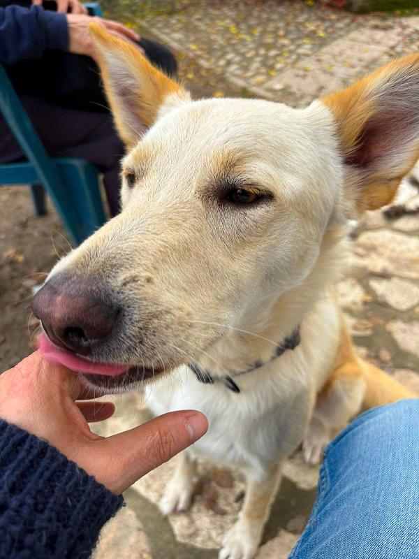 Vi presentiamo Romeo ❤‍🔥 Foto 6