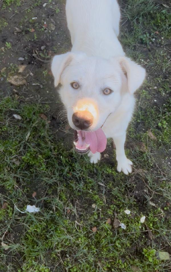 Sono una taglia MEDIO GRANDE mi adotti lo stesso? ❤ GUÈ  Foto 5