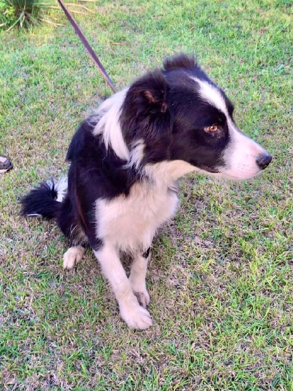 Giotto Border Collie Cerca 🏡 