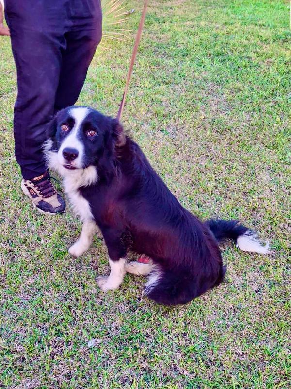 GIOTTO BORDER COLLIE CERCA 🏡  Foto 3