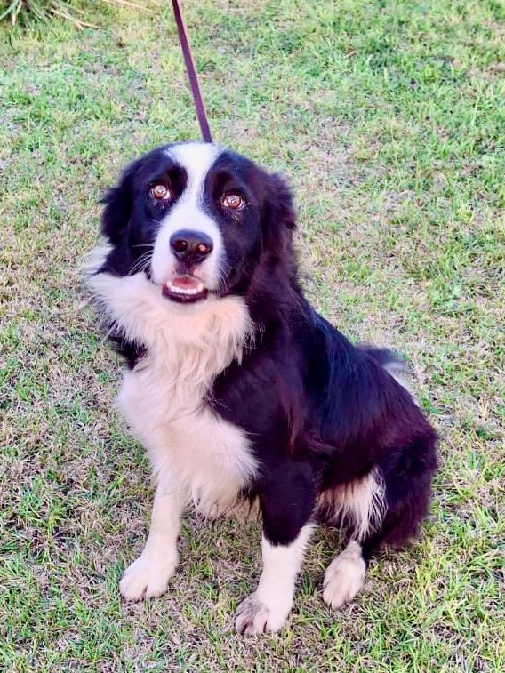 GIOTTO BORDER COLLIE CERCA 🏡  Foto 5