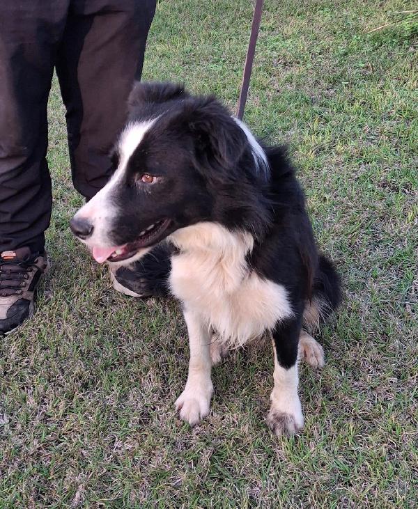 GIOTTO BORDER COLLIE CERCA 🏡  Foto 6