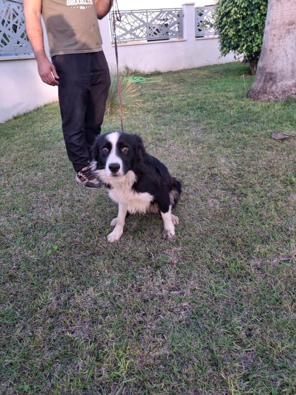 GIOTTO BORDER COLLIE CERCA 🏡  Foto 9