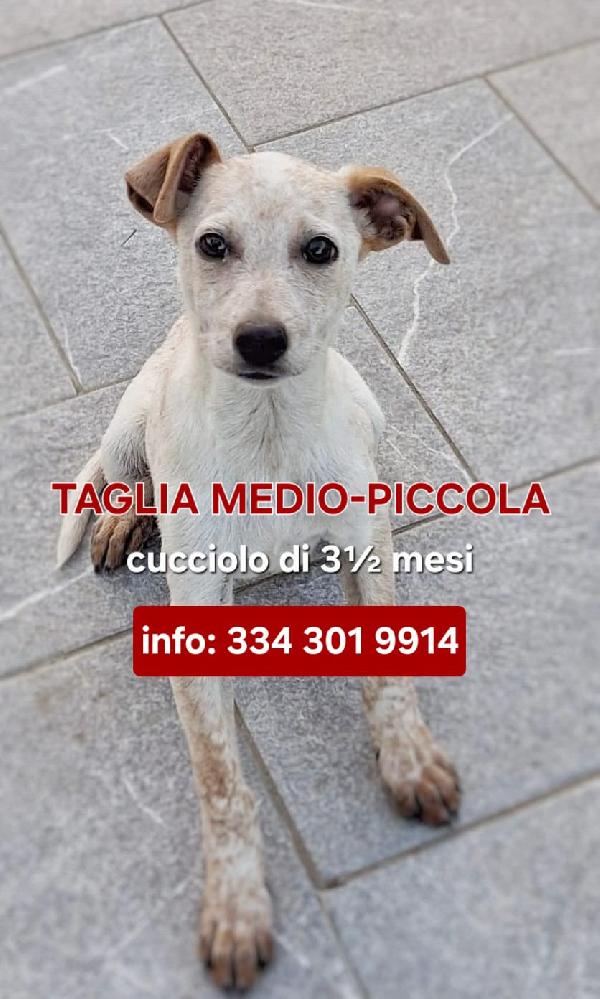 Cucciolo Di 3½ Mesi Taglia Medio-Piccola