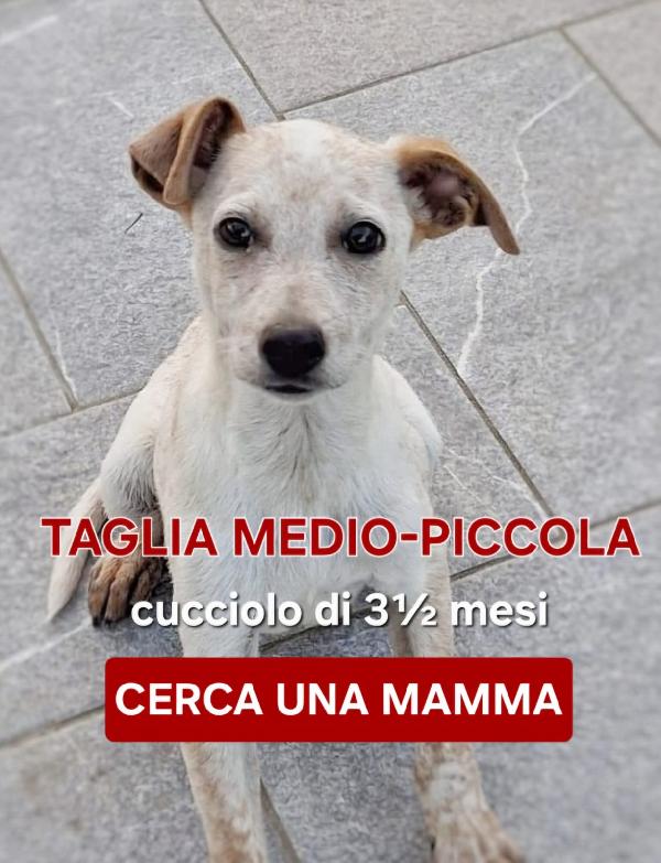 CUCCIOLO di 3½ MESI TAGLIA MEDIO-PICCOLA Foto 2