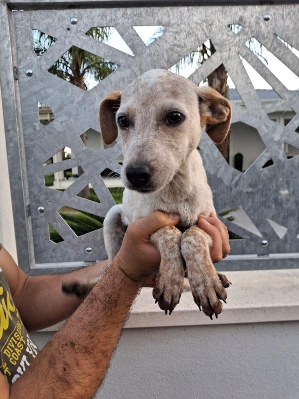 CUCCIOLO di 3½ MESI TAGLIA MEDIO-PICCOLA Foto 5