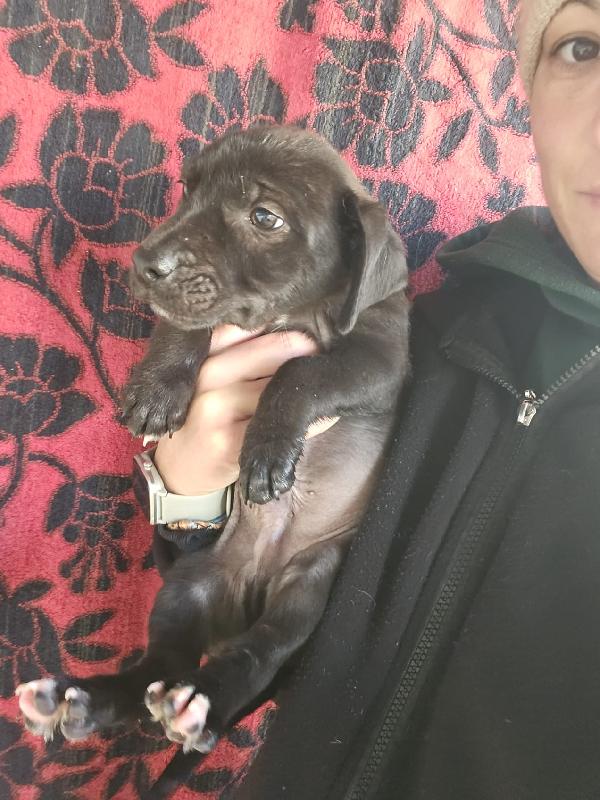 Gelso: 2 mesi taglia piccola  Foto 5