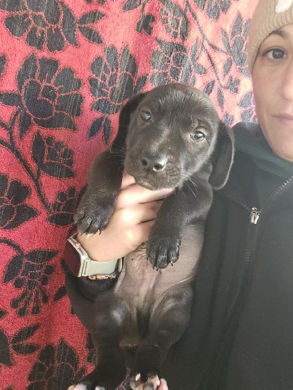 Gelso: 2 mesi taglia piccola  Foto 6