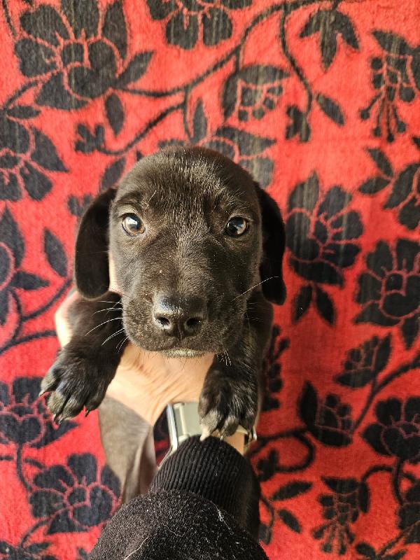 Gelso: 2 mesi taglia piccola  Foto 7