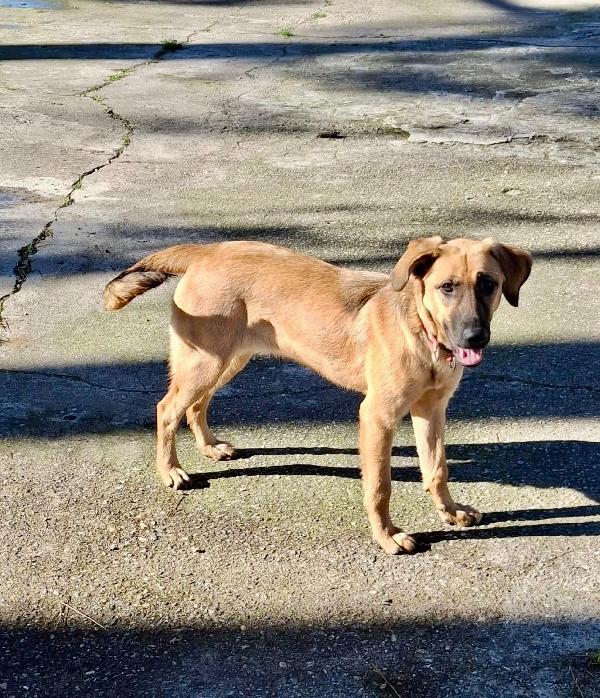 MORA CUCCIOLA TAGLIA MEDIA CERCA CASA 🏡 Foto 8