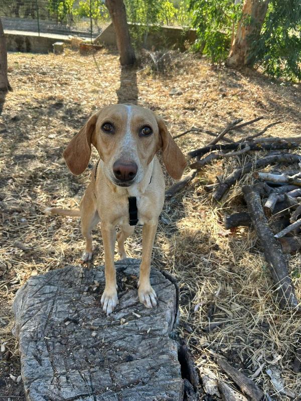 Rosy splendida giovane simil Segugio cerca casa  Foto 2