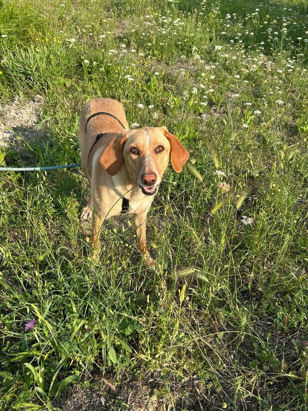 Rosy splendida giovane simil Segugio cerca casa  Foto 4