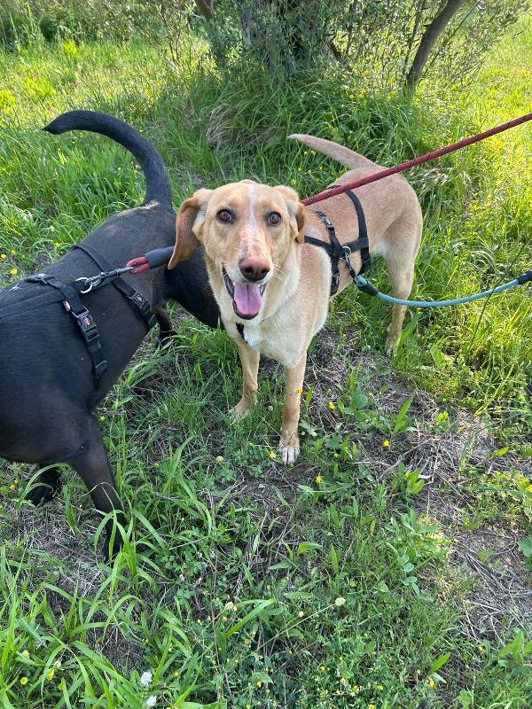 Rosy splendida giovane simil Segugio cerca casa  Foto 7
