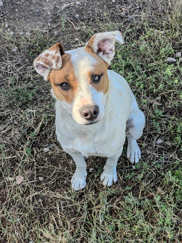 Loki: 10 Mesi, Taglia Contenuta, Socievole 