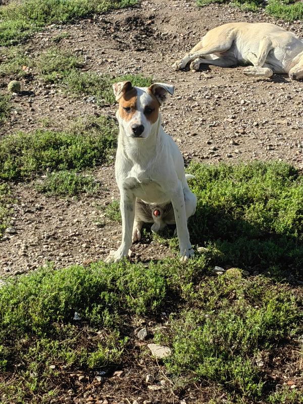 Loki: 10 mesi, taglia contenuta, socievole  Foto 3