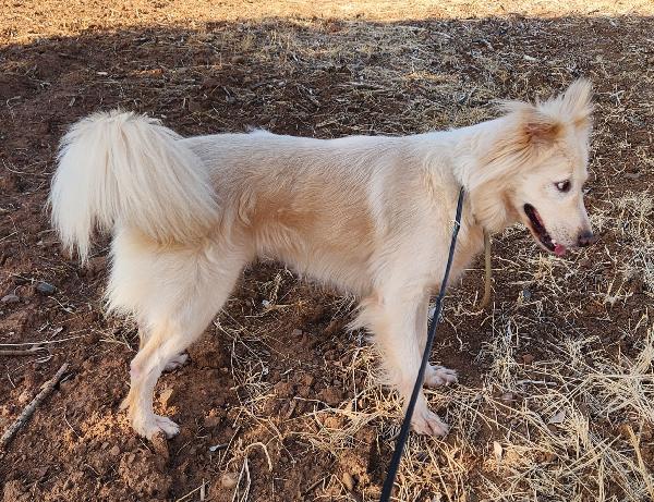 Vera quasi 3anni salvata col suo cucciolo.COSENZA Foto 2