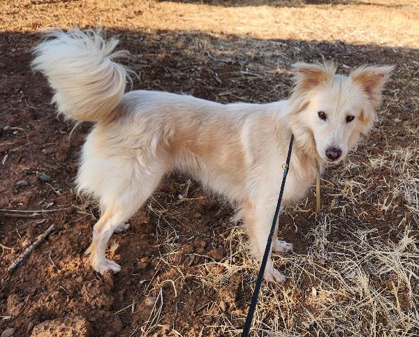 Vera quasi 3anni salvata col suo cucciolo.COSENZA Foto 3