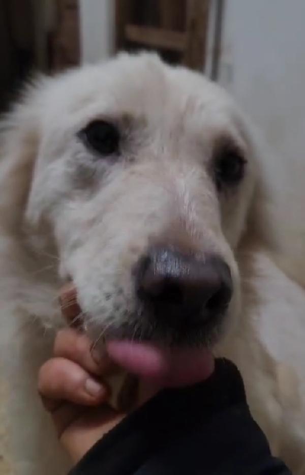 Vera quasi 3anni salvata col suo cucciolo.COSENZA Foto 5