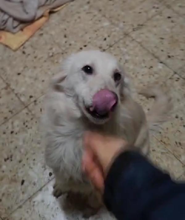 Vera quasi 3anni salvata col suo cucciolo.COSENZA Foto 7