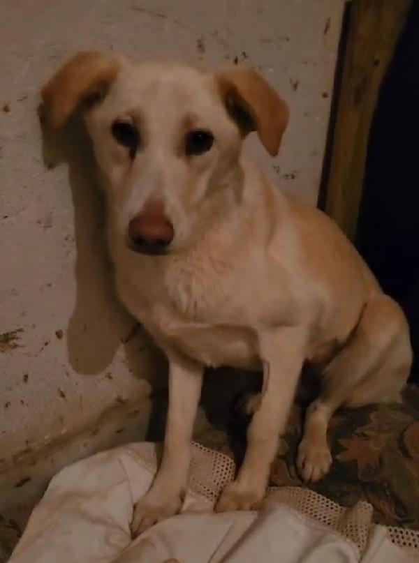 Vera quasi 3anni salvata col suo cucciolo.COSENZA Foto 9