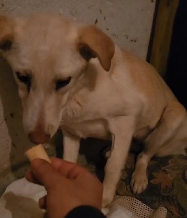 Vera quasi 3anni salvata col suo cucciolo.COSENZA Foto 10