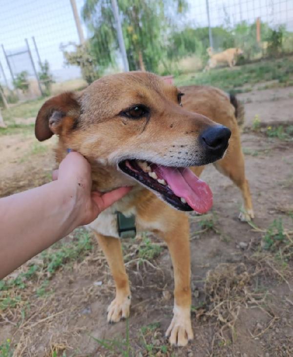 Bruno salvato 4anni fa dai suoi aguzzini NAPOLI Foto 2