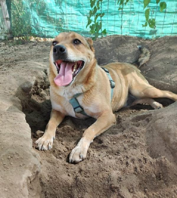 Bruno salvato 4anni fa dai suoi aguzzini NAPOLI Foto 3
