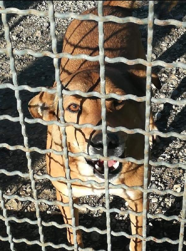 Bruno salvato 4anni fa dai suoi aguzzini NAPOLI Foto 5