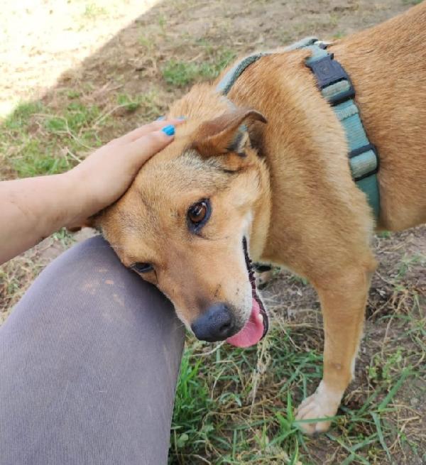 Bruno salvato 4anni fa dai suoi aguzzini NAPOLI Foto 6