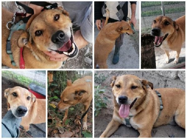 Bruno salvato 4anni fa dai suoi aguzzini NAPOLI Foto 7