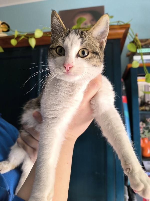 UN PICCOLO CECE Foto 3