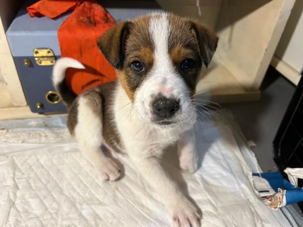 Cucciolo Cerca Mamma 