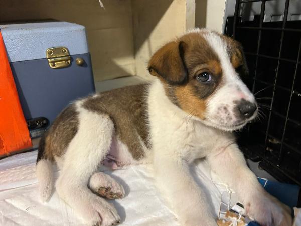 Cucciolo cerca mamma  Foto 2