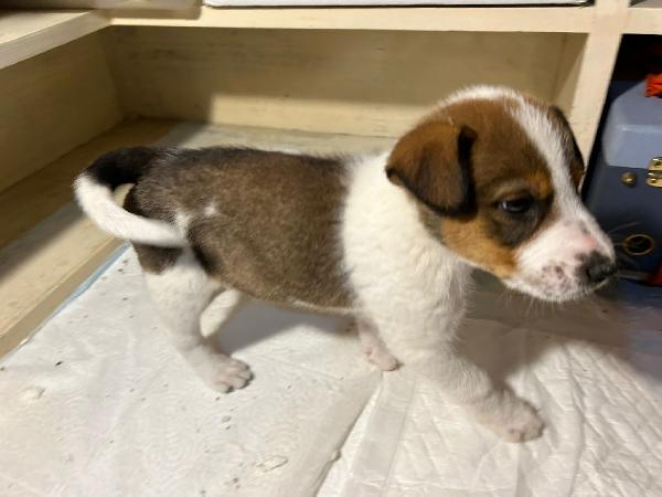 Cucciolo cerca mamma  Foto 3