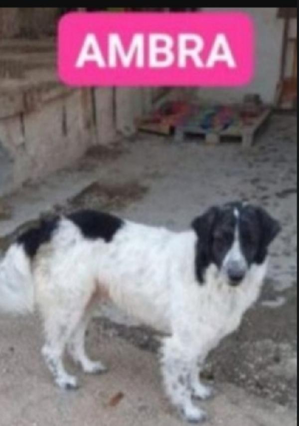 Ambra 5Anni Rimasta Sola 3Anni Fa Napoli 