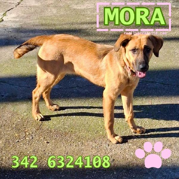 🌺Mora🌺 Cerca La Felicità Di Una Famiglia♥️