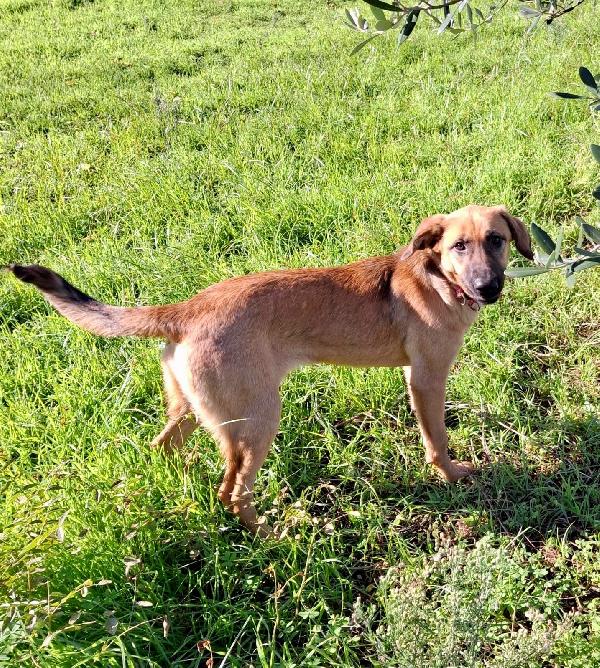 🌺MORA🌺 cerca la felicità di una famiglia♥️ Foto 5