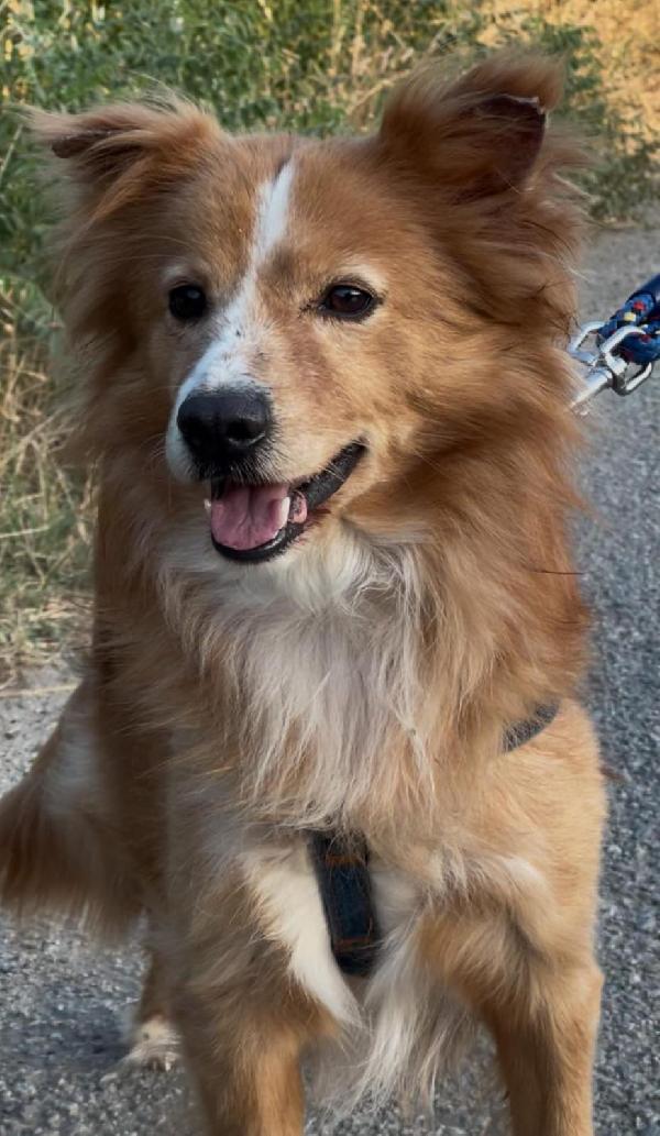 🥰RICHY🥰cerca adozione♥️ Foto 2