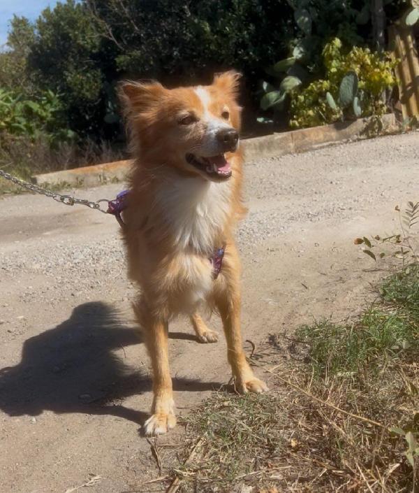 🥰RICHY🥰cerca adozione♥️ Foto 5