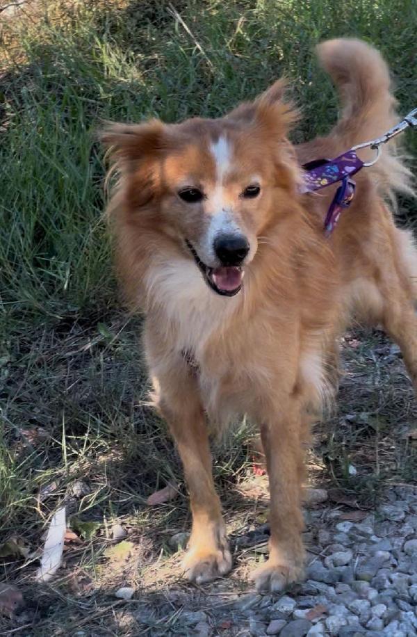 🥰RICHY🥰cerca adozione♥️ Foto 6