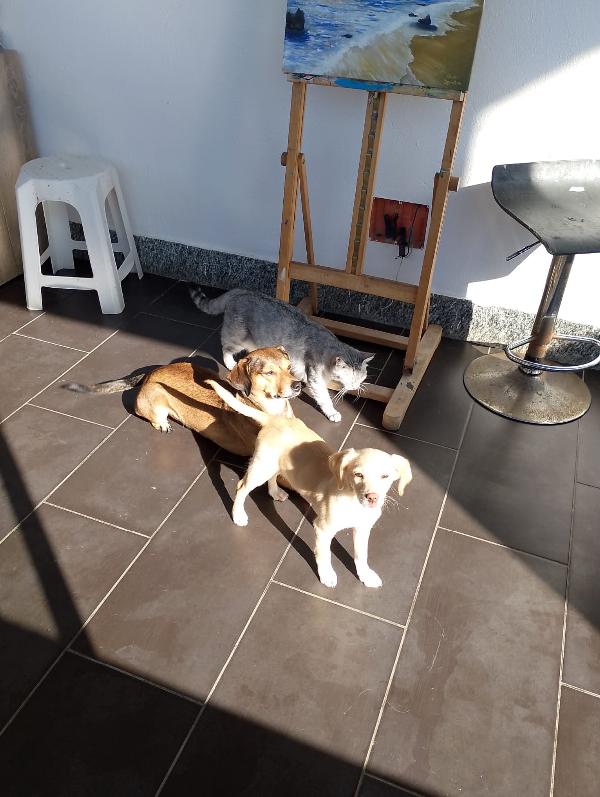 Ninja meraviglioso piccolo cagnolino cerca famiglia  Foto 2