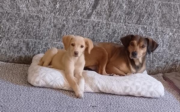 Ninja meraviglioso piccolo cagnolino cerca famiglia  Foto 7