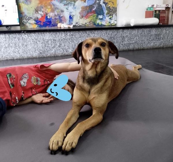 Ninja meraviglioso piccolo cagnolino cerca famiglia  Foto 9