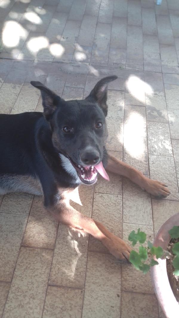 Timothy splendido giovanotto cerca famiglia  Foto 3