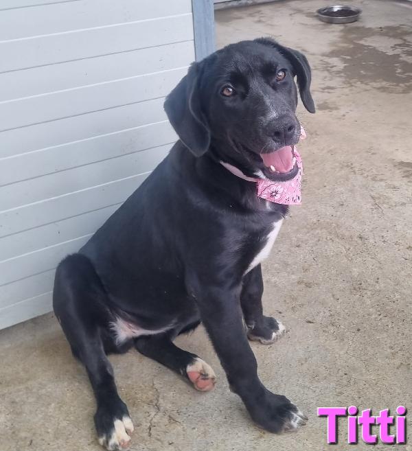 TITTI CUCCIOLA SIMIL LABRADOR Foto 2