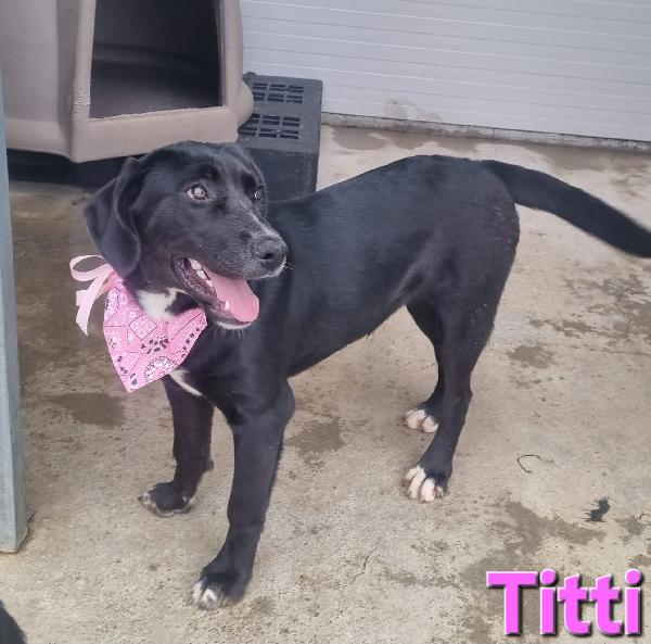 TITTI CUCCIOLA SIMIL LABRADOR Foto 5