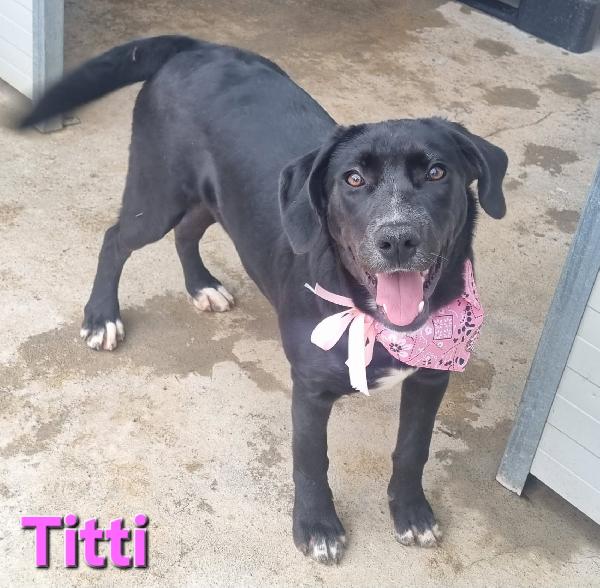 TITTI CUCCIOLA SIMIL LABRADOR Foto 6